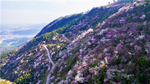 樱花漫山遍野的开着