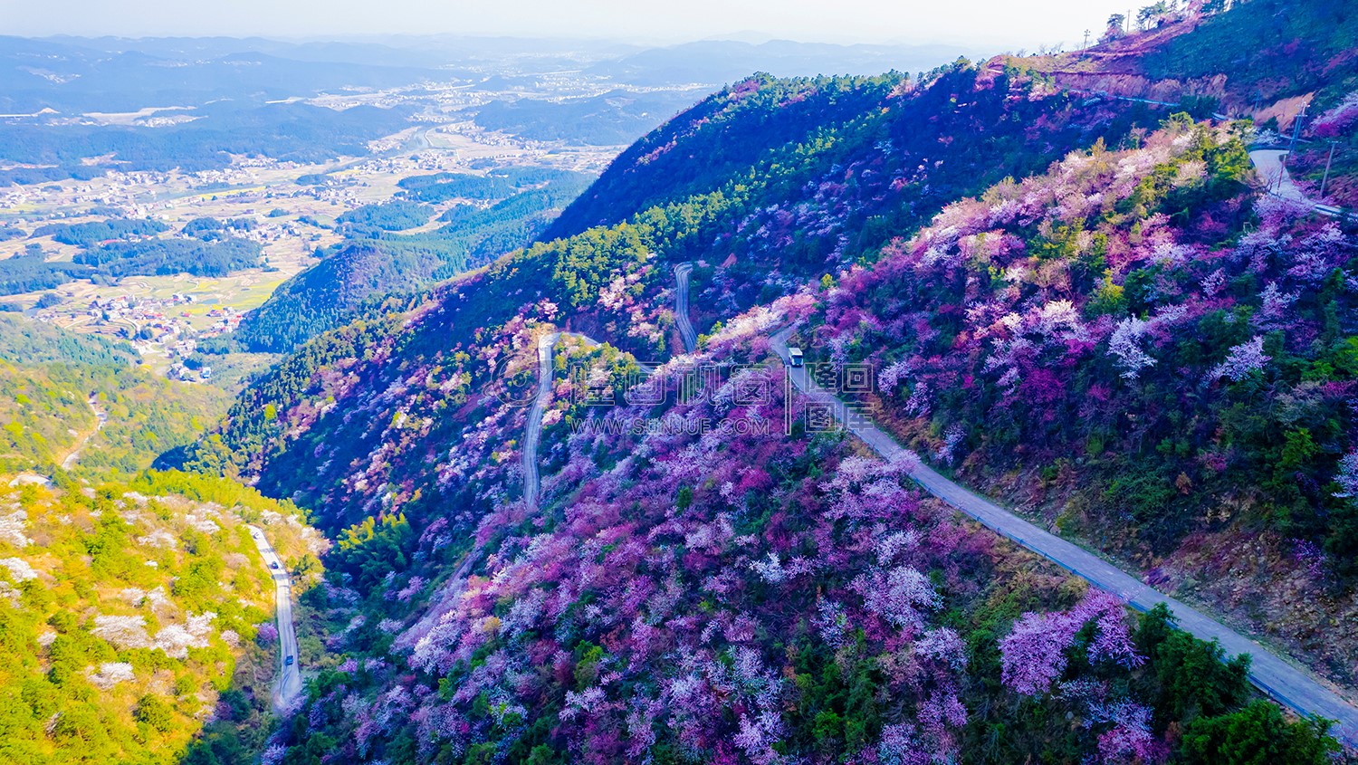 山路两旁的樱花