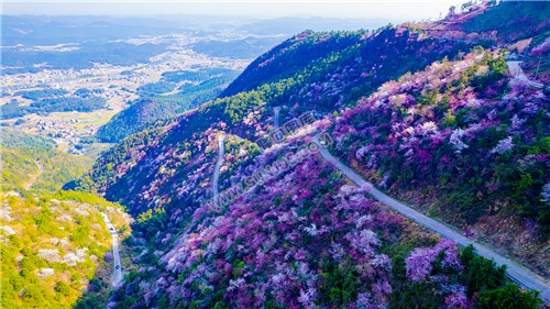 山路两旁的樱花
