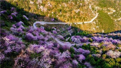 山路两旁的樱花