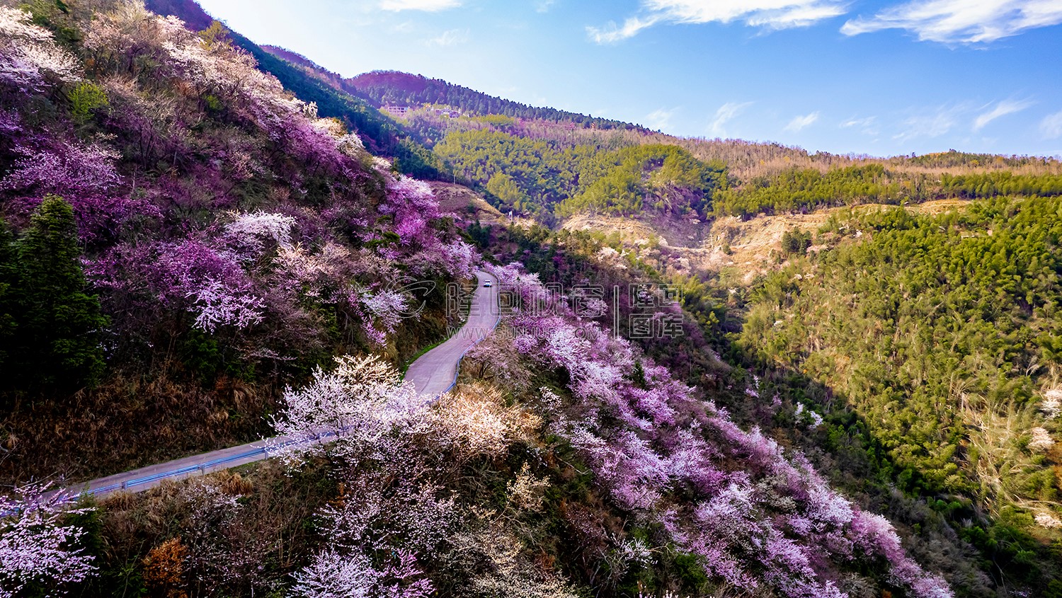 山路两旁的樱花