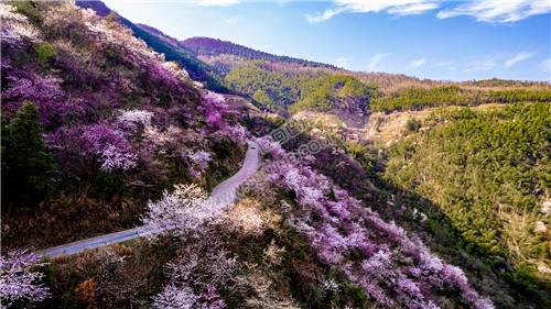 山路两旁的樱花