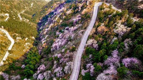 山路两旁的樱花