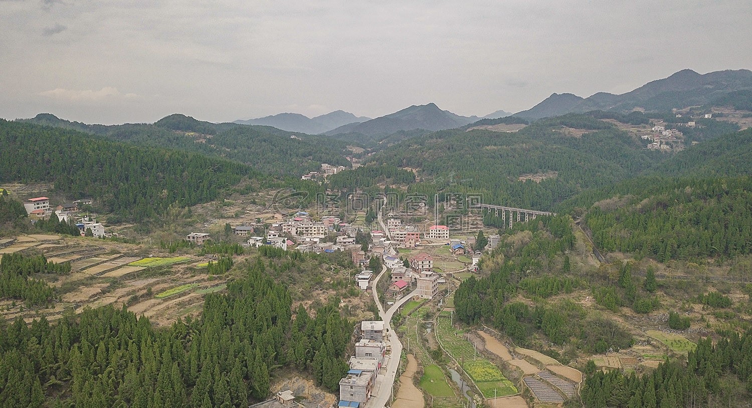 荷香桥镇长溪村，有个无花果基地