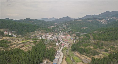 荷香桥镇长溪村，有个无花果基地