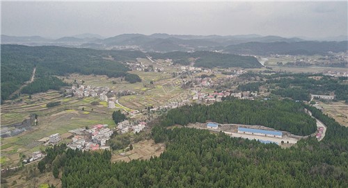 荷香桥镇长溪村，有个无花果基地