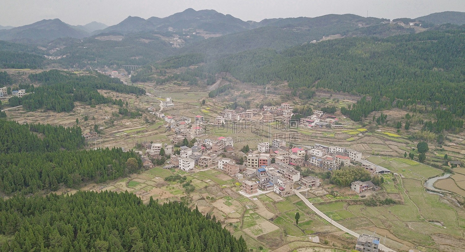 荷香桥镇长溪村，有个无花果基地