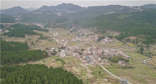 荷香桥镇长溪村，有个无花果基地
