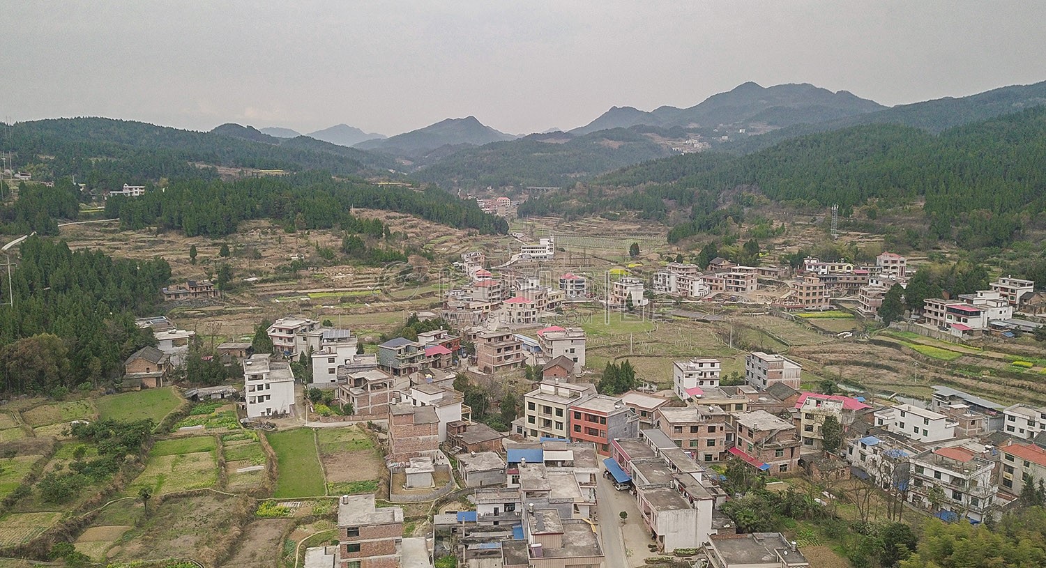 荷香桥镇长溪村，有个无花果基地