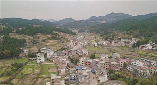 荷香桥镇长溪村，有个无花果基地