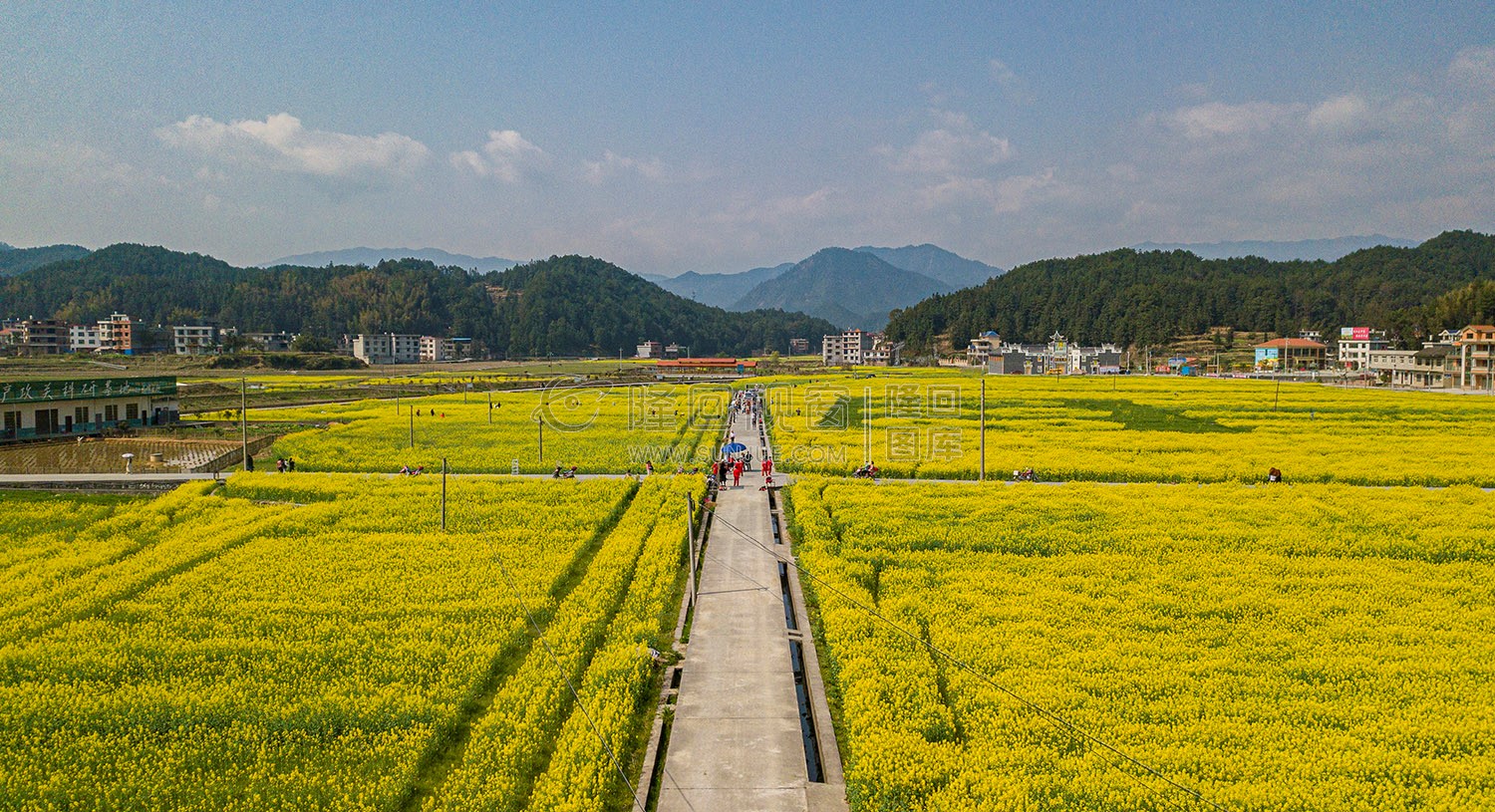 雷峰村的油菜花开了