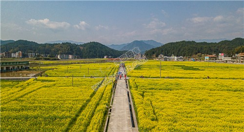 雷峰村的油菜花开了