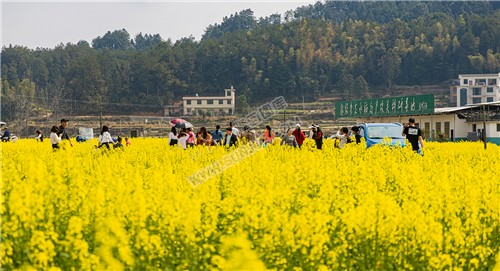 雷峰村的油菜花开了