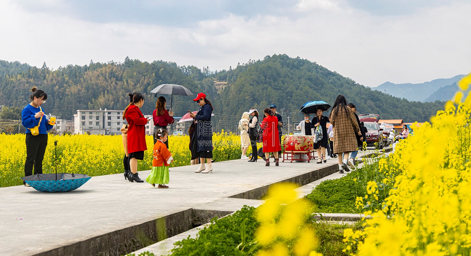 雷峰村的油菜花开了
