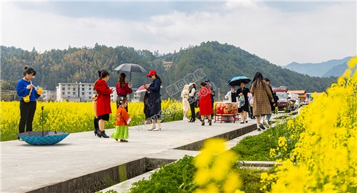 雷峰村的油菜花开了
