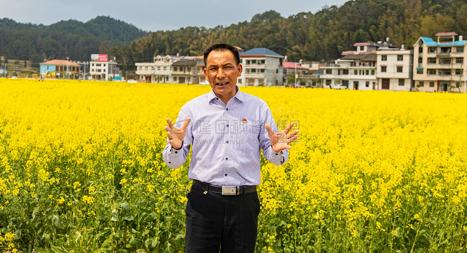 雷峰村的油菜花开了
