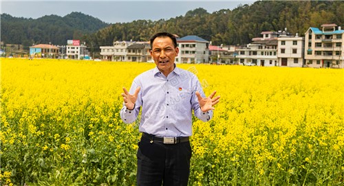 雷峰村的油菜花开了