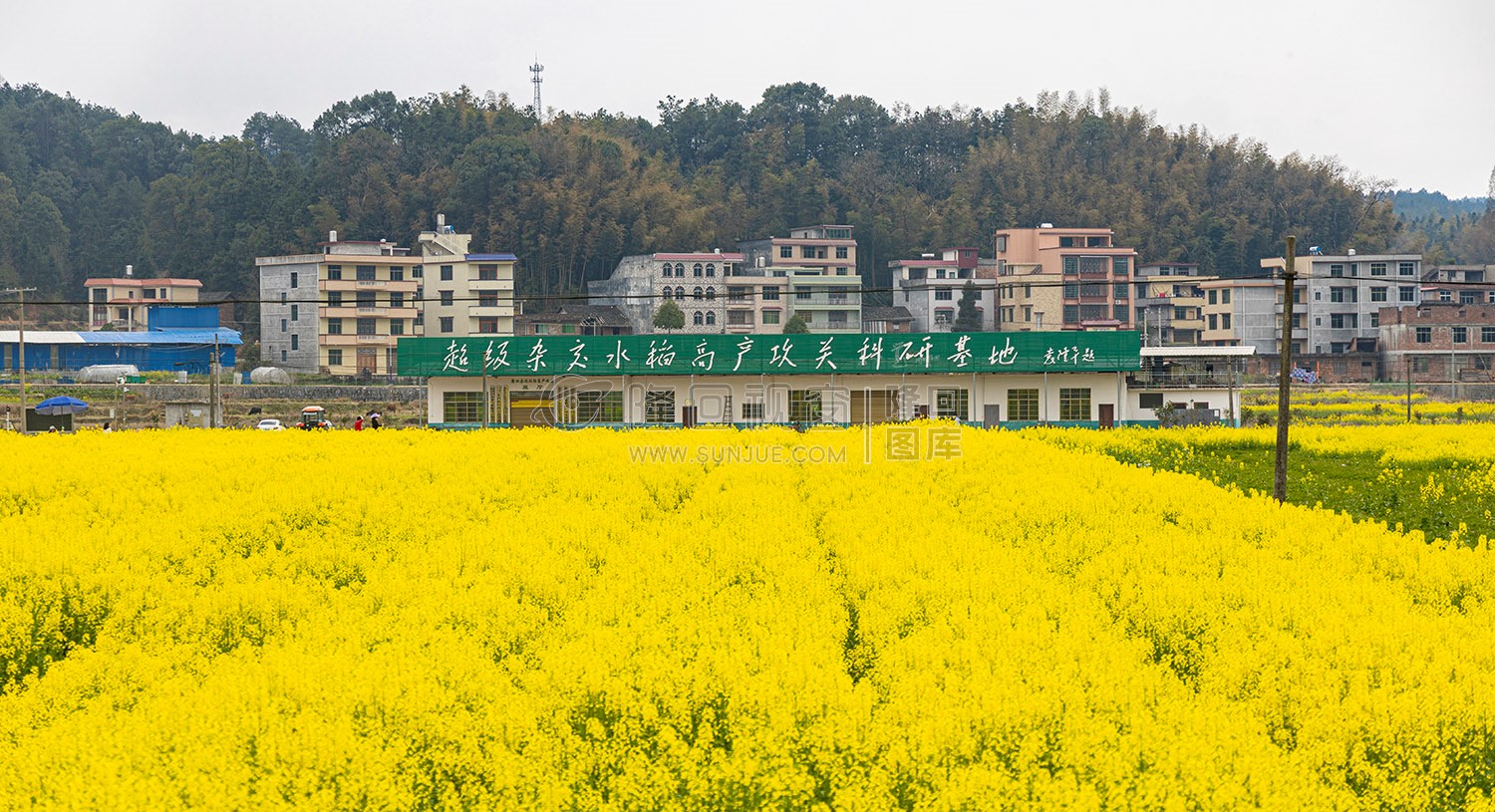 雷峰村的油菜花开了