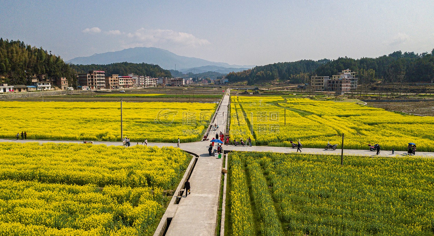 雷峰村的油菜花开了