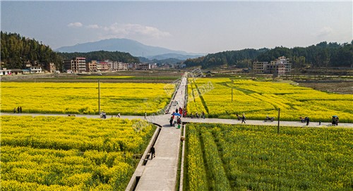 雷峰村的油菜花开了