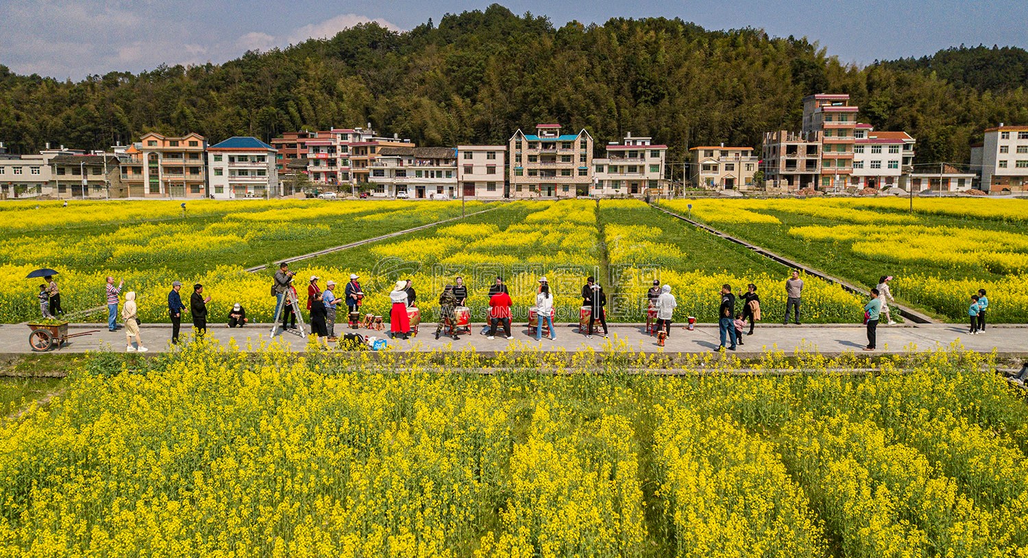 雷峰村的油菜花开了