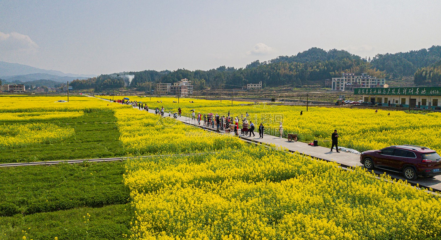 雷峰村的油菜花开了
