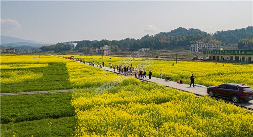 雷峰村的油菜花开了