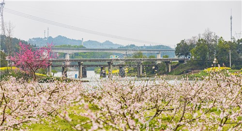 沙坪桃花开了