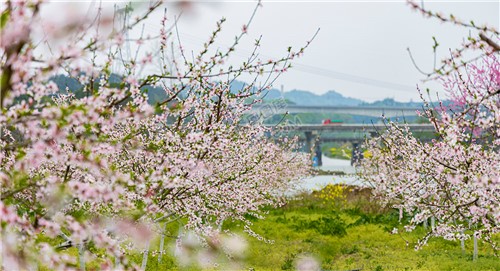 沙坪桃花开了
