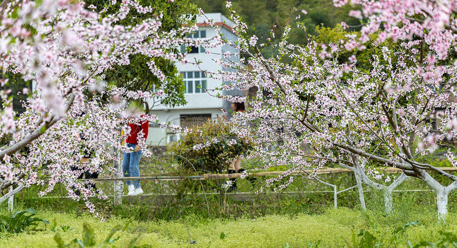 沙坪桃花开了