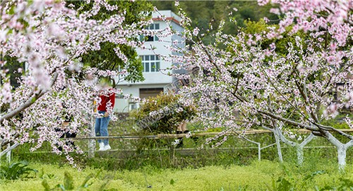 沙坪桃花开了