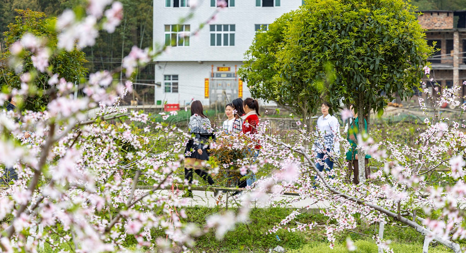 沙坪桃花开了