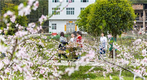 沙坪桃花开了