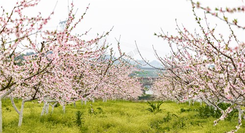 沙坪桃花开了