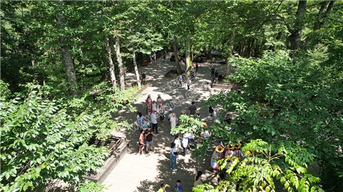 隆回崇木凼古树林