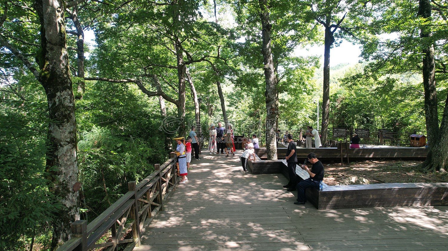 隆回崇木凼古树林