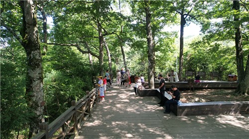 隆回崇木凼古树林