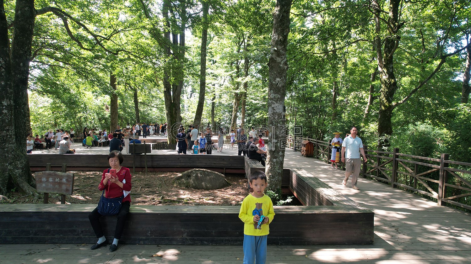 隆回崇木凼古树林