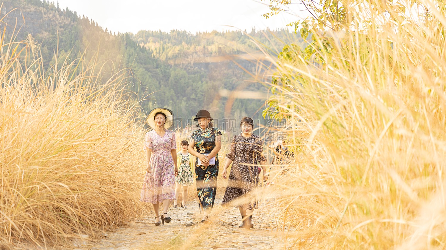 中洲电站的那片芦苇荡，深秋时节漂亮极了