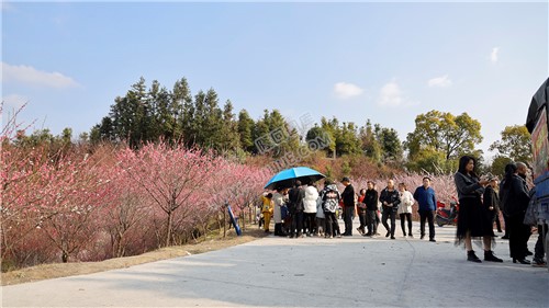 七江守拙园的梅花开了