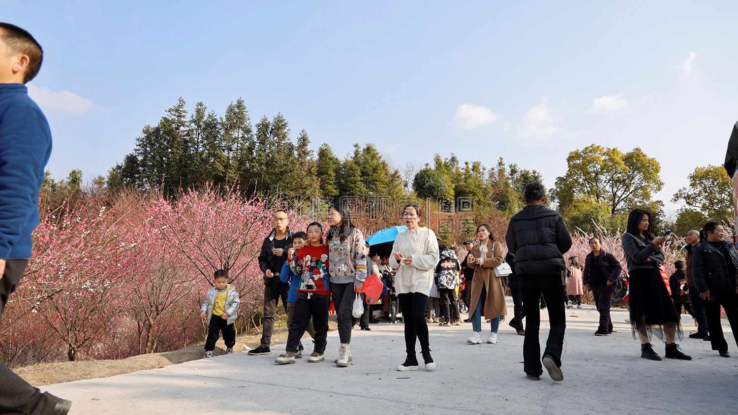 七江守拙园的梅花开了