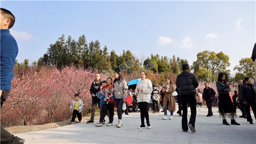 七江守拙园的梅花开了