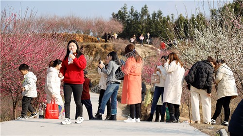 七江守拙园的梅花开了