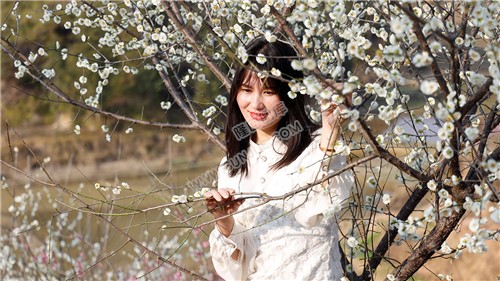 七江守拙园的梅花开了