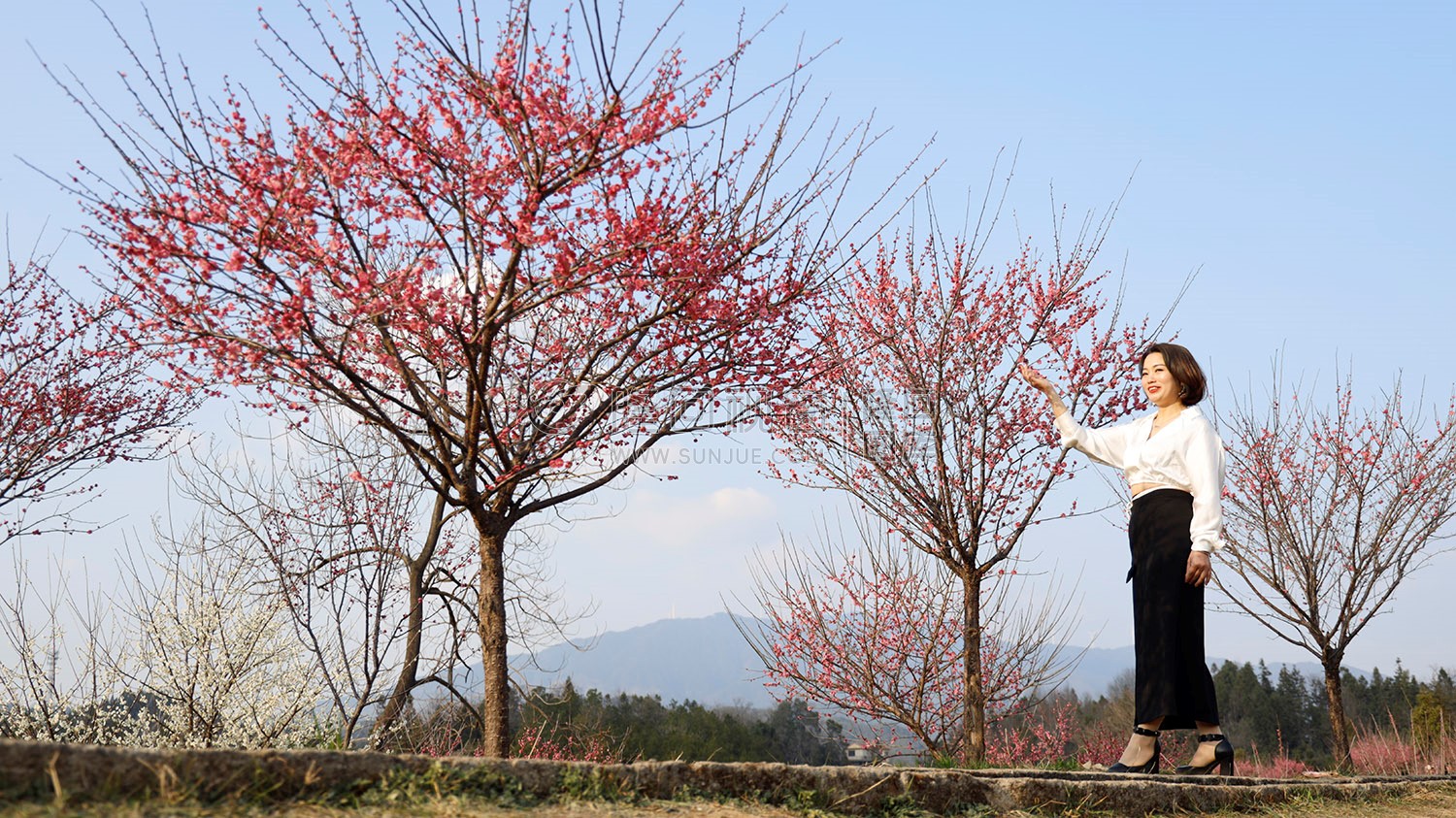 七江守拙园的梅花开了