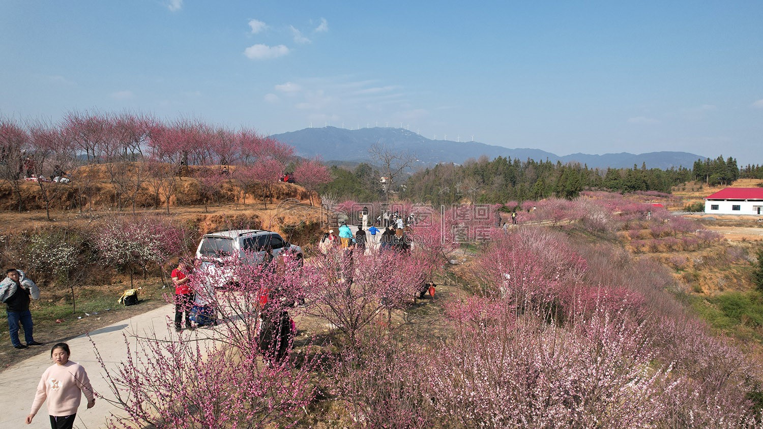 七江守拙园的梅花开了