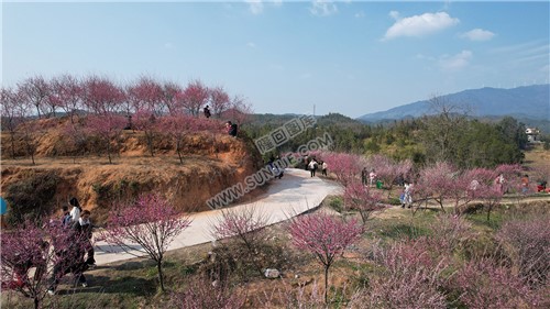 七江守拙园的梅花开了