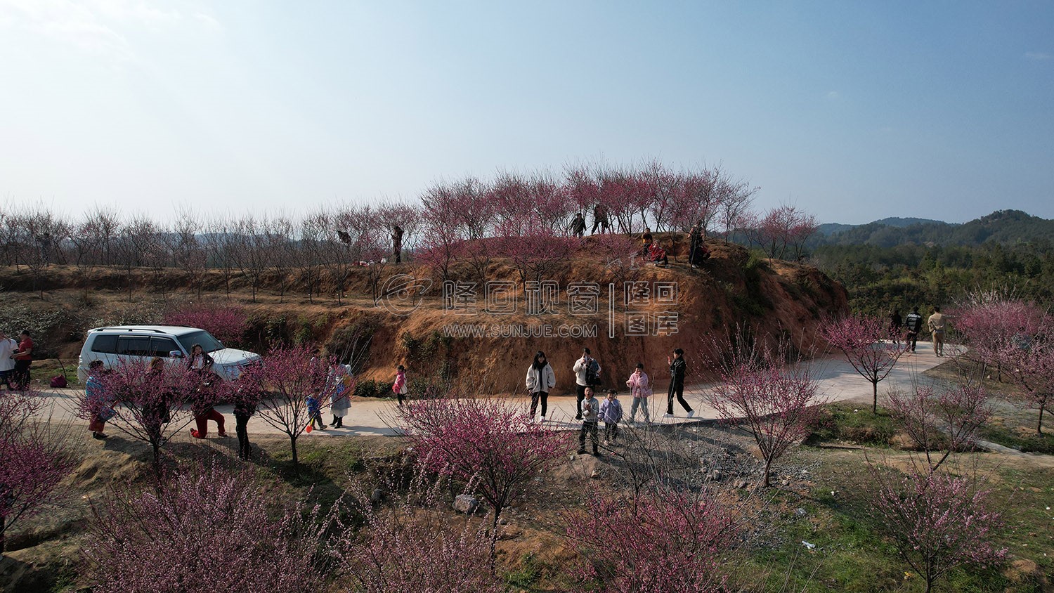 七江守拙园的梅花开了