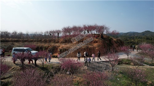 七江守拙园的梅花开了