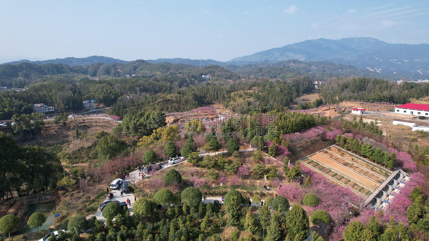 七江守拙园的梅花开了